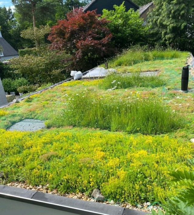 hovenier_zwolle_AangepastCombinatie_sedum_en_wildflowers_.jpg