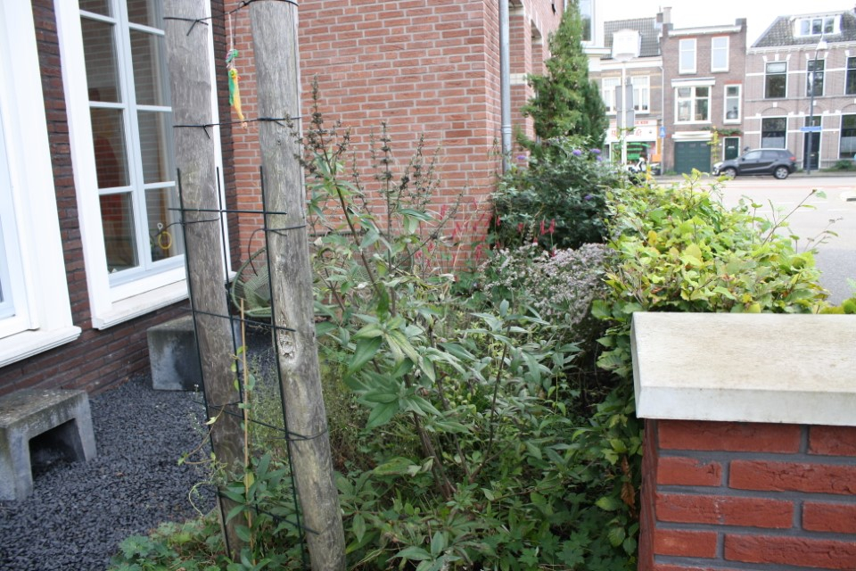hovenier_zwolle_AangepastIMG_5714__1.JPG