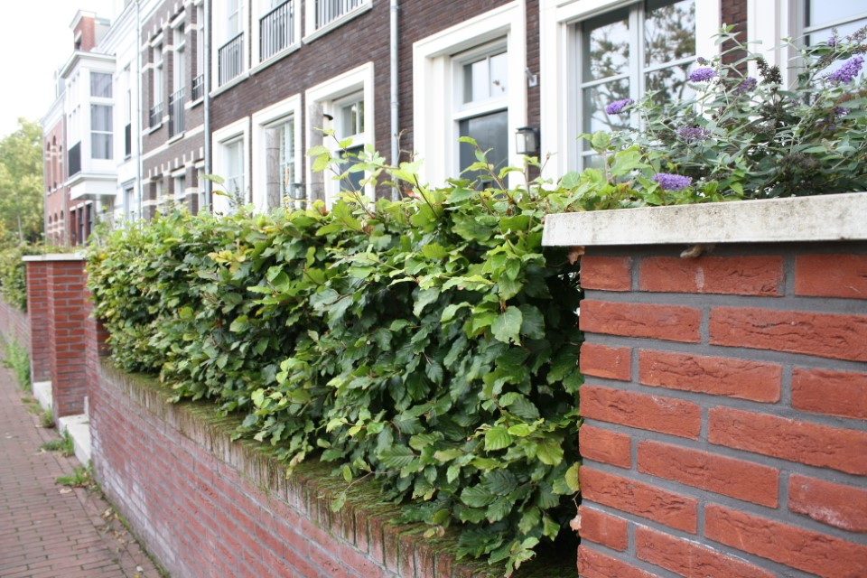 hovenier_zwolle_AangepastIMG_5715_.JPG
