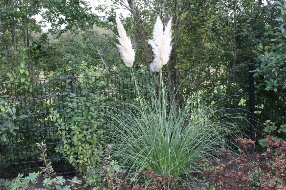 hovenier_zwolle_AangepastIMG_5754_.webp
