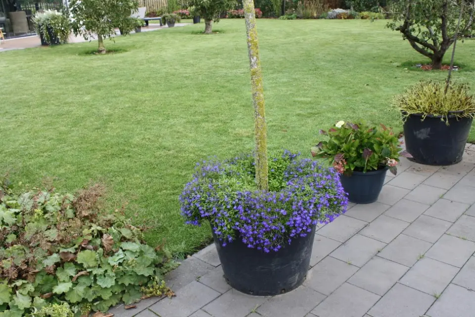 hovenier_zwolle_AangepastIMG_5765_.webp