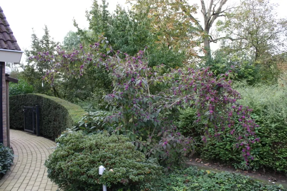 hovenier_zwolle_AangepastIMG_5779_.webp