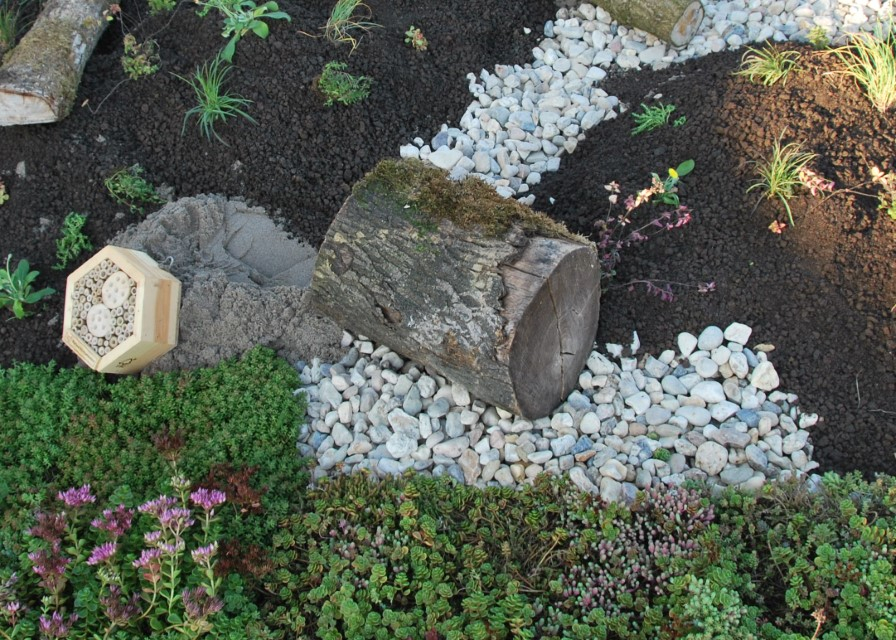 hovenier_zwolle_AangepastSempergreen_Biodiversity_Package_6_.JPG