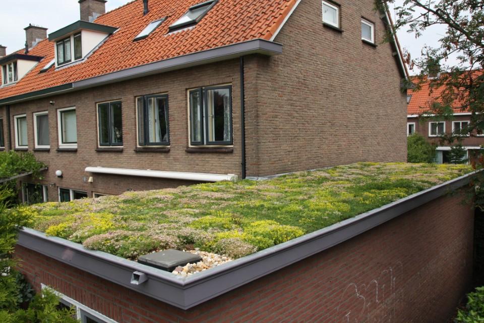 hovenier_zwolle_AangepastSempergreen_Groendak_1_.JPG