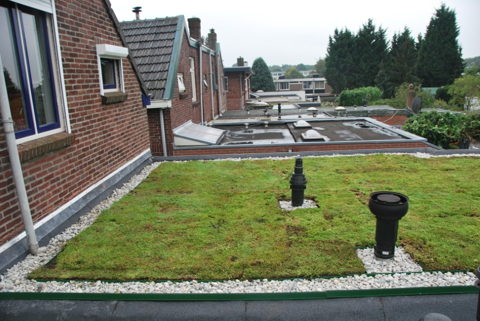 hovenier_zwolle_AangepastSempergreen_Groendak_2_.JPG