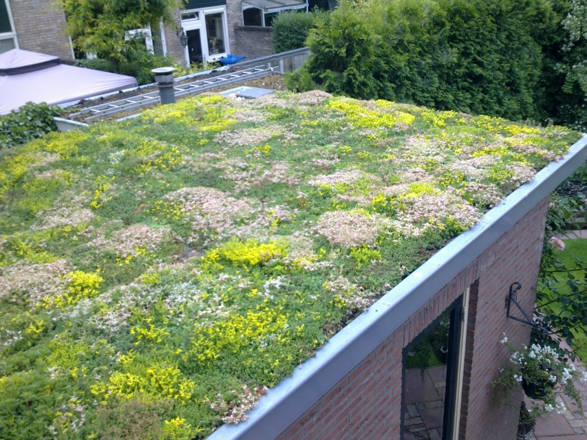 hovenier_zwolle_AangepastSempergreen_Groendak_3_.jpg