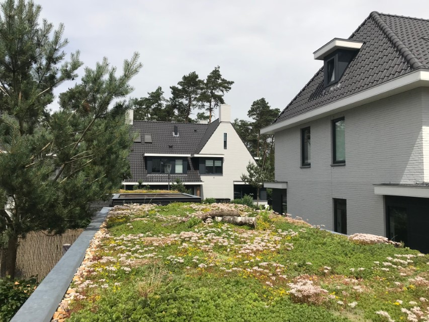 hovenier_zwolle_AangepastSempergreen_Groendak_6_.jpg