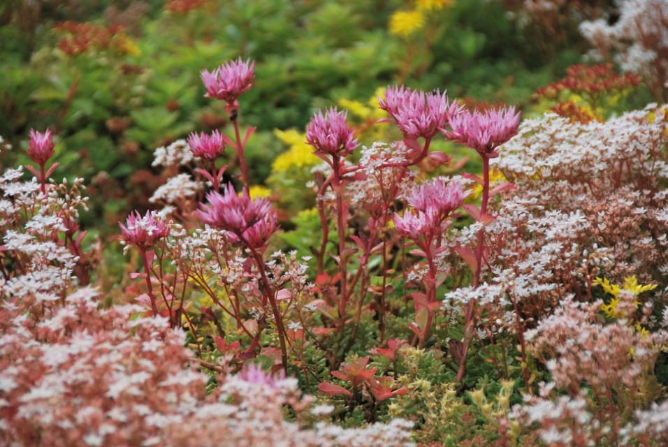 hovenier_zwolle_AangepastSempergreen_Sedum_Dakbegroeiing_1_.JPG