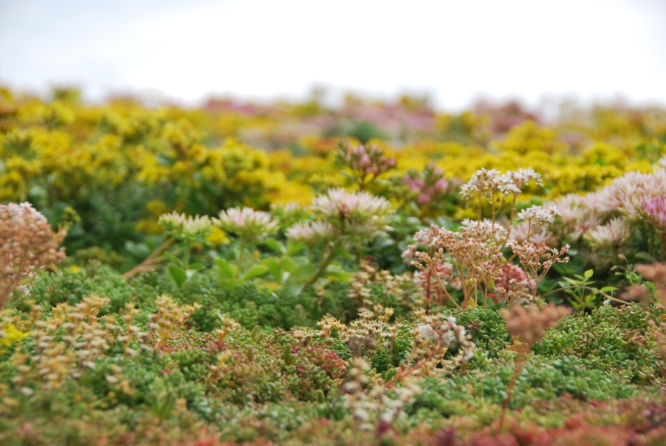 hovenier_zwolle_AangepastSempergreen_Sedum_Dakbegroeiing_4_.jpg