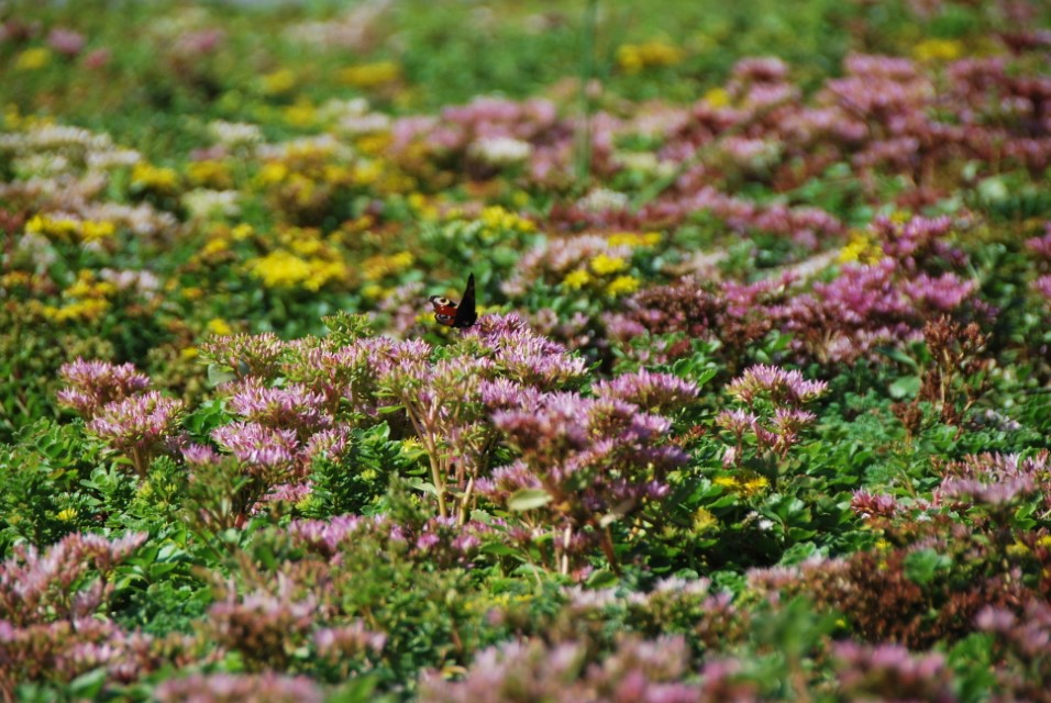 hovenier_zwolle_AangepastSempergreen_Sedum_Dakbegroeiing_6_.JPG
