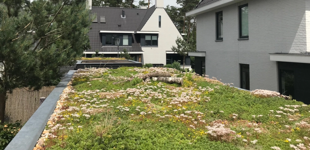 hovenier zwolle sedumdakzwolle